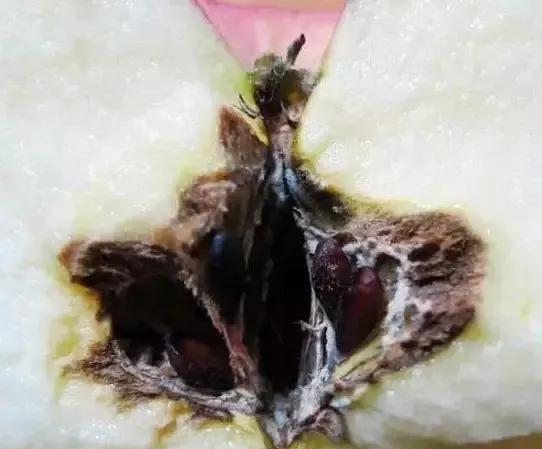 苹果树病虫害防治视频,苹果树病虫害全年防治大全