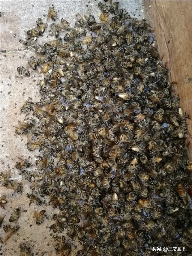 家养野蜜蜂为什么打架,新诱来的蜜蜂与老蜂打架怎么处理