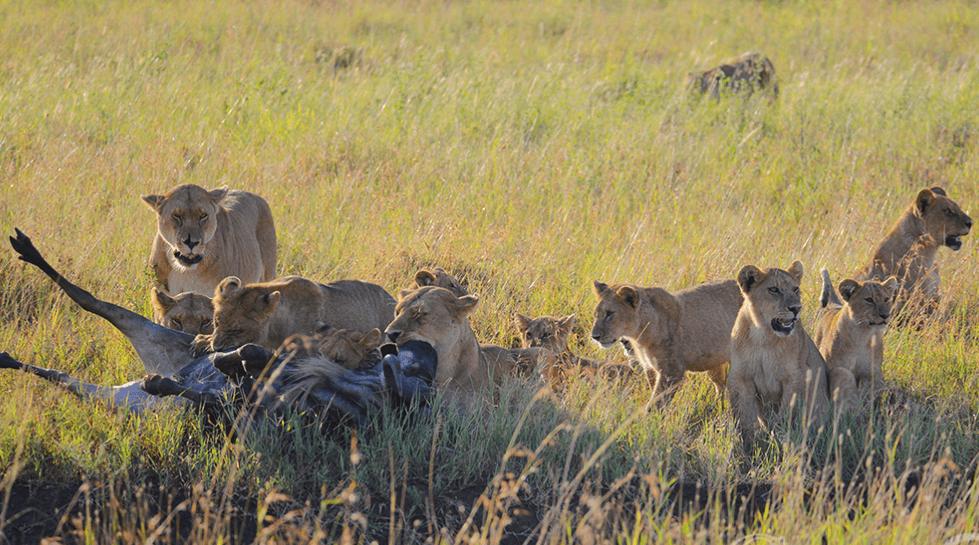 顶级捕猎者狩猎场面,狼群捕猎瞬间