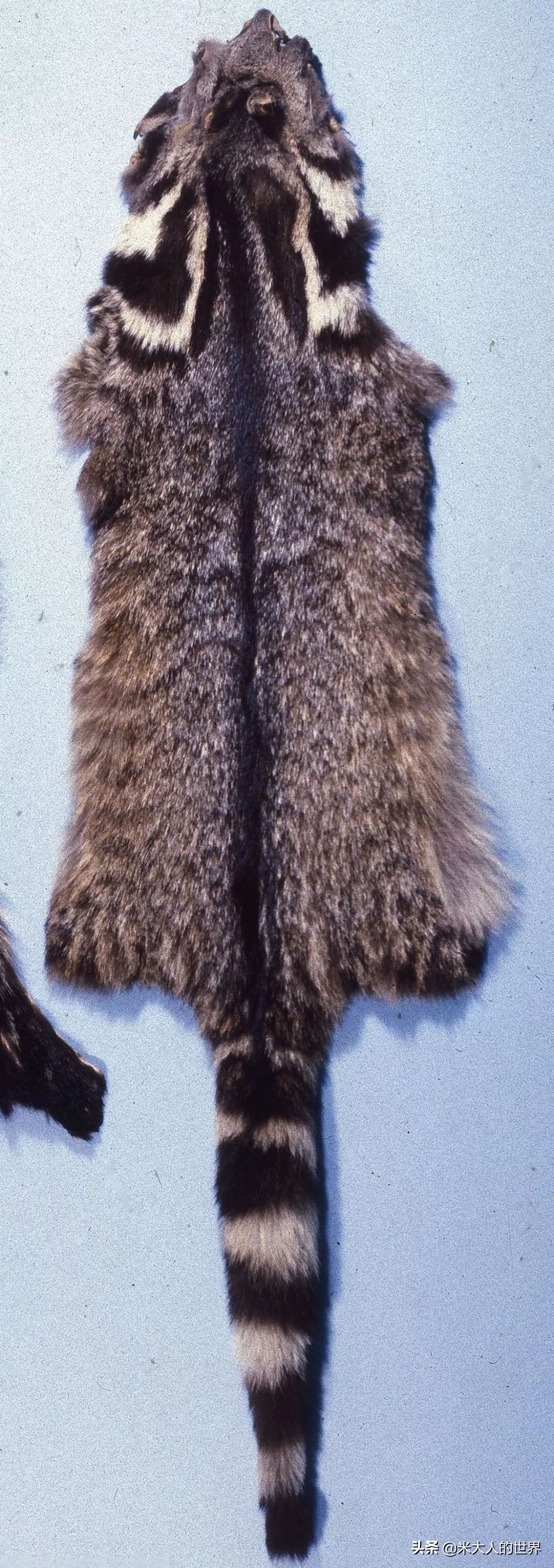 你知道这些皮草奢侈品是导致它已经在香港灭绝的主要原因吗？