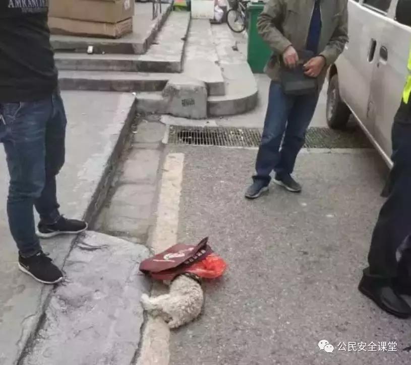 开车时撞到宠物狗怎么办,开车在马路上撞到宠物狗犯法吗