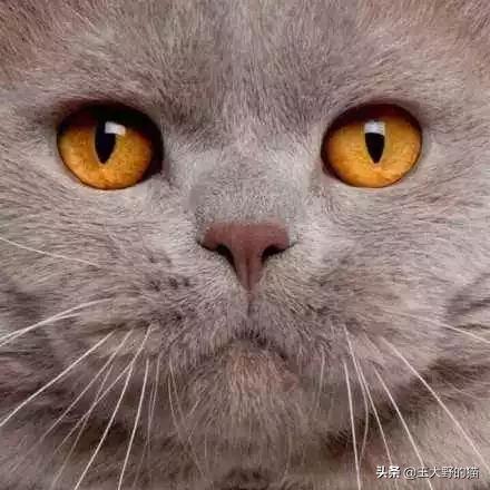 猫是不是远视,猫的眼睛为什么能夜视