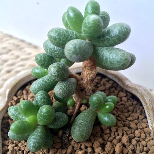 1000种多肉植物图鉴大全大图,景天科1000种多肉植物图鉴