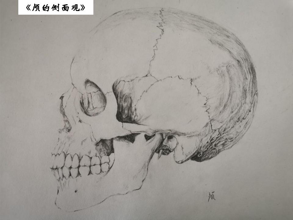 生命的故事绘本电子版,生命的故事图片