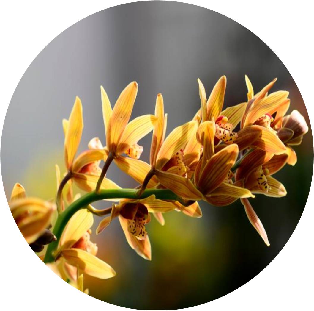 菊竹梅兰图欣赏,花中四君子的兰花图片