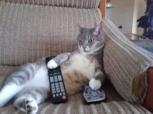 跟人类生活久了的猫,有些猫就真的不把自己当回事