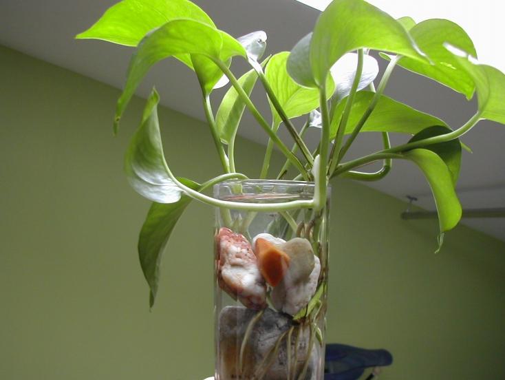 水培绿萝用什么肥更旺盛,水培绿萝怎样养才能茂盛