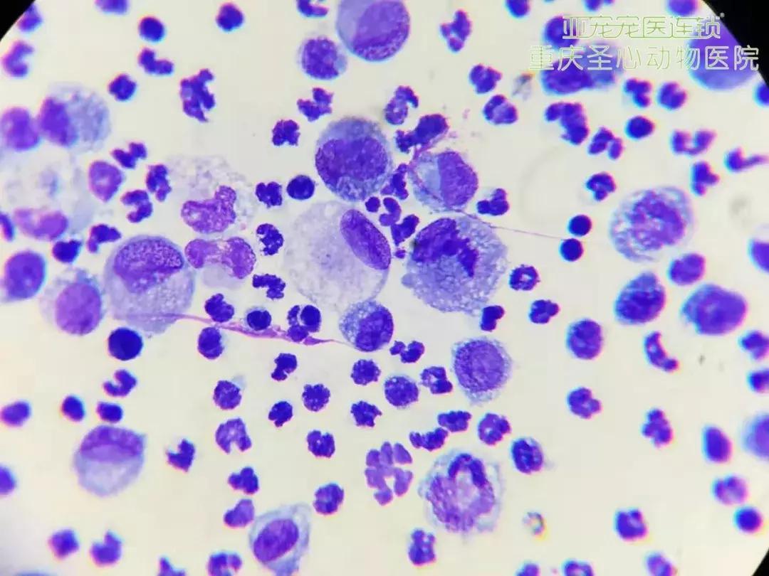 显微镜下的三千大千世界,显微镜下的世界是精美绝伦的