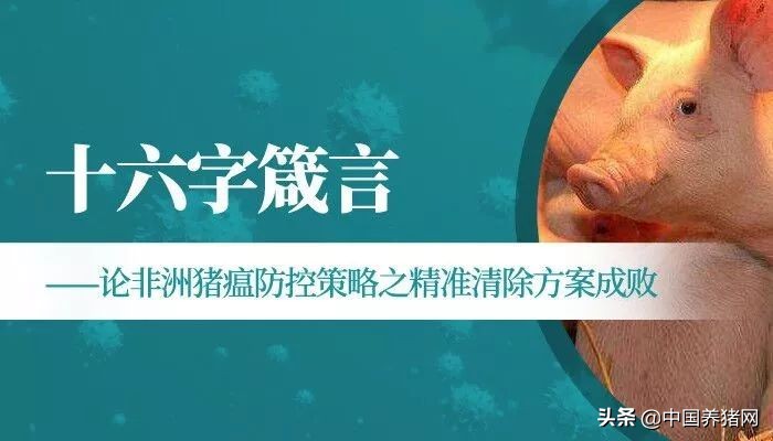 李金龙:十六字箴言论非洲猪瘟防控策略之精准清除方案成败
