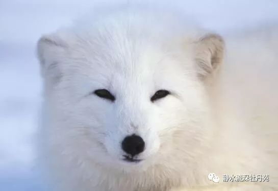 为救老公,玩激情视频赚钱,结果……