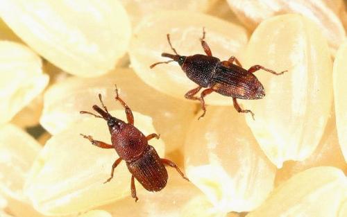 大米生虫了怎样驱虫小妙招,怎么防止大米里生飞蛾