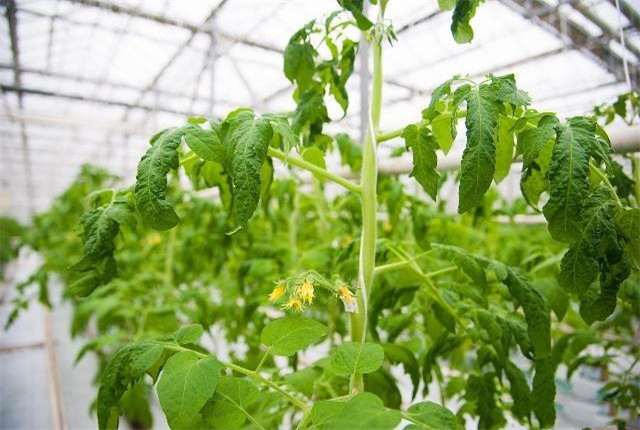 黄瓜嫁接成活率视频讲解,黄瓜嫁接后管理技术全过程