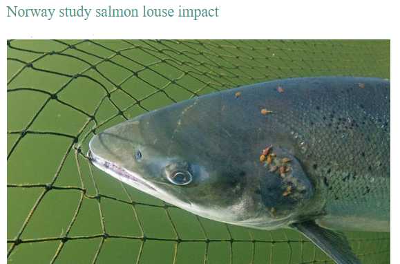 挪威三文鱼和北欧大西洋鲑鱼,德国鲑鱼和挪威三文鱼