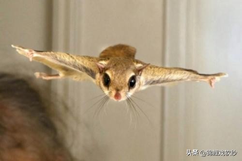 公园散步遇见大鸟,公园散步遇见蛇