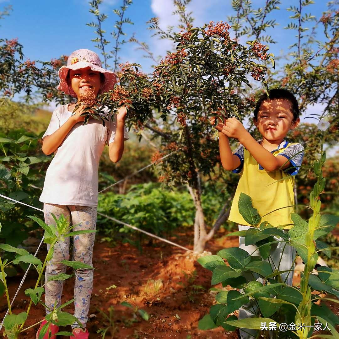 花椒好吃但是摘花椒也辛苦,教给大家采摘花椒的小技巧