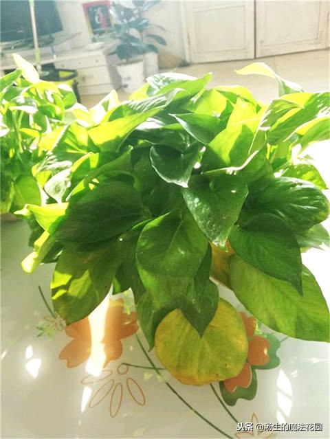 给绿萝浇什么水才能让绿萝好起来,水培绿萝转土培绿萝黄叶怎么办