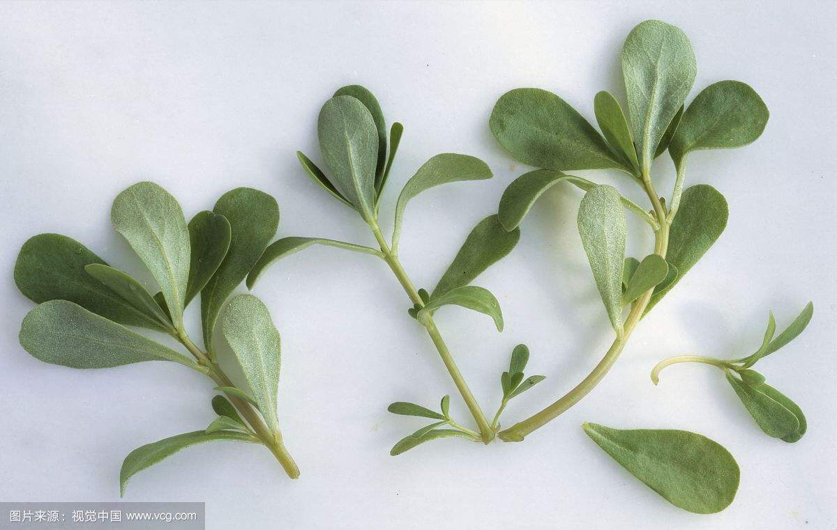 中药材马齿苋功效与作用,中药材马齿苋画法