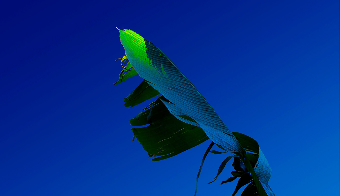 原来树叶也能这样拍,用这几个技巧树叶也能拍得这么美