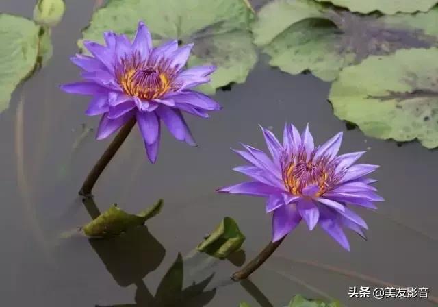 江南可采莲莲叶何田田全诗讲解,有关莲的古诗词大全