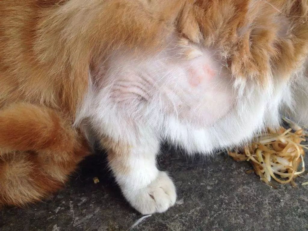 辟谣猫咪真的会记仇吗,猫咪生病怎么给猫咪保暖