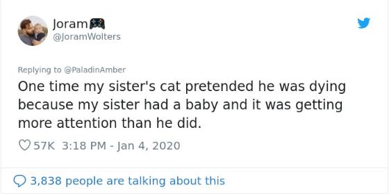 猫突然就不吃不喝死了,猫咪不吃不喝一直睡觉最后死了