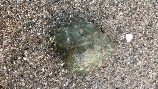 这些海洋里的生物你都见过吗,海洋生物你们有见过吗