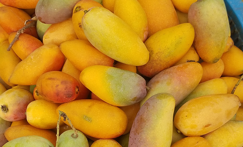 树上贵妃芒怎么样才算成熟,海南树上熟贵妃芒5斤