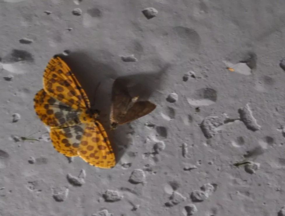 传说中的蛊虫真的有吗,传说中的扑棱蛾子