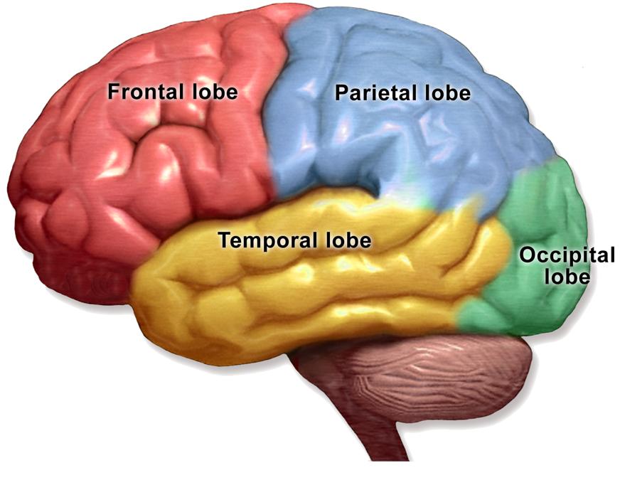 大脑皮层进化,大脑皮层和大脑高级皮层的区别