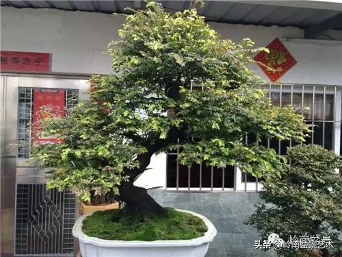 枫港柿和小叶紫檀哪个好,黑骨茶与枫港柿的区别