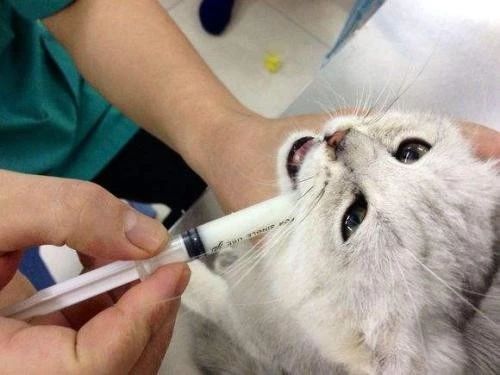 猫咪误食大块异物,猫咪误食了异物怎么办