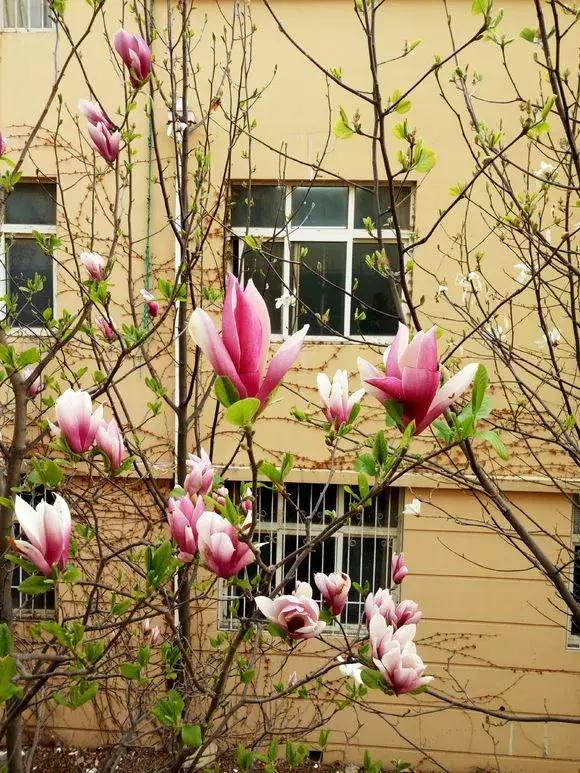 百花图谱大全100幅,工笔百花图谱100种