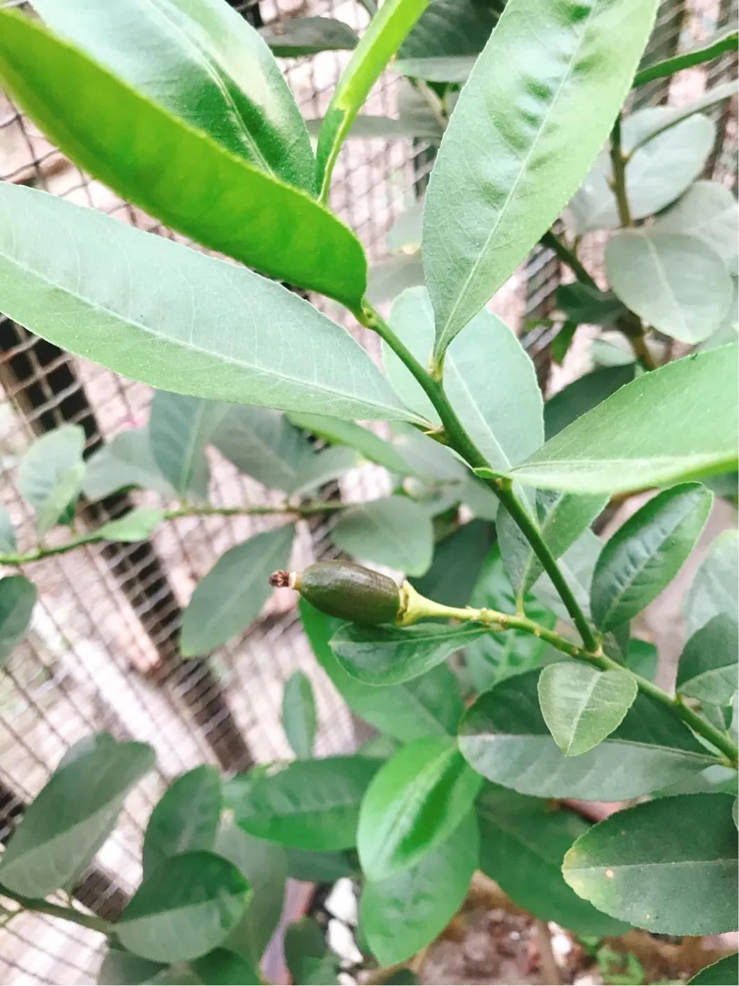 柠檬日记纪录片,柠檬日记的视频