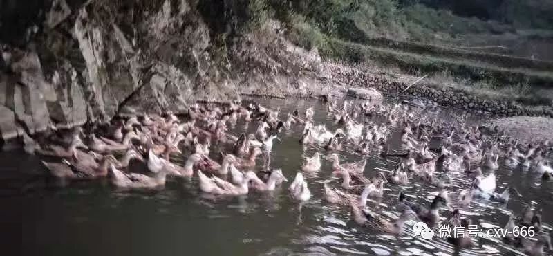 湖南省怀化市辰溪县招工信息,湖南怀化辰溪工作招聘