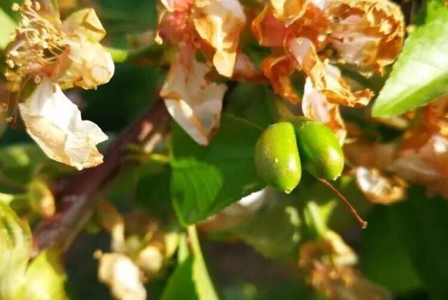 关于樱桃冻害的处理方法,大棚樱桃花期冻害后如何补救