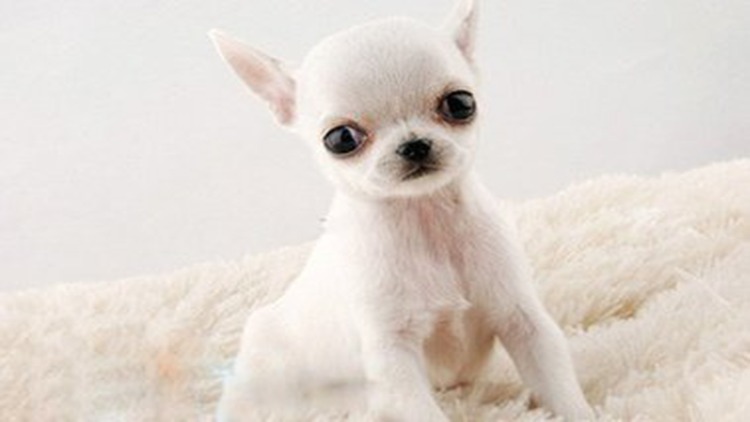 吉娃娃天生的技能,吉娃娃遛娃神器