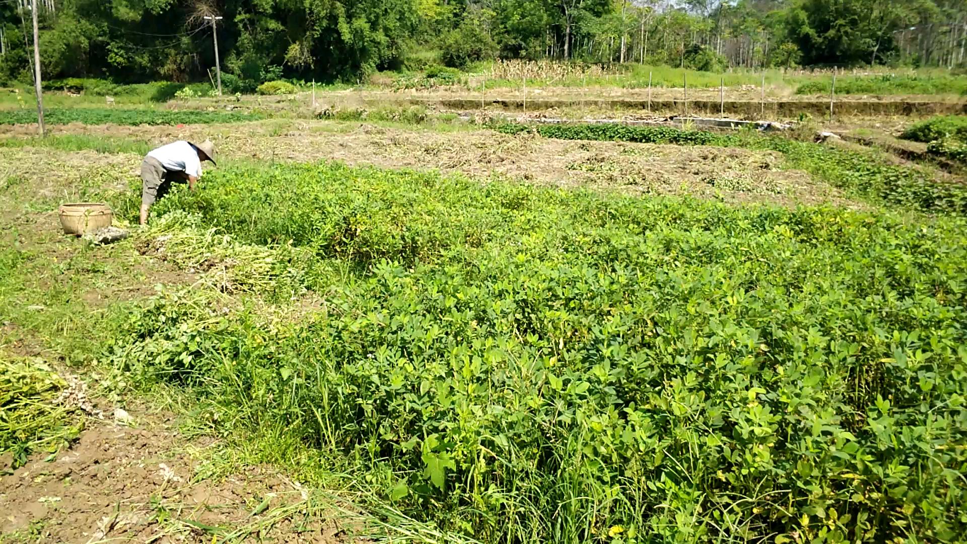 农民花生收获的季节,农民收获花生场景