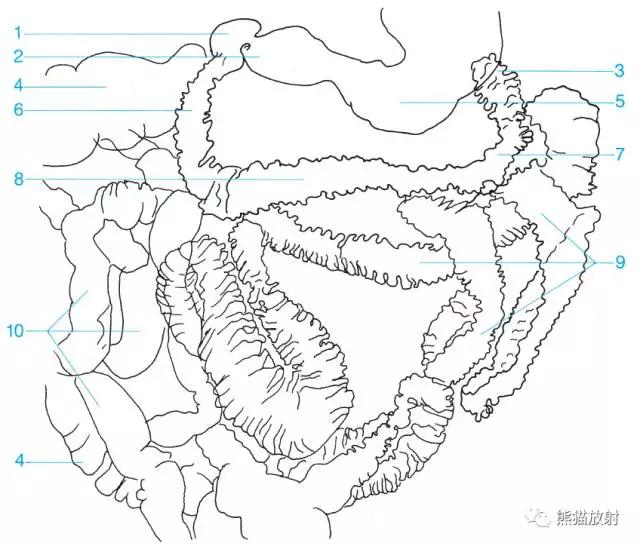 详细的消化道造影+彩色解剖图