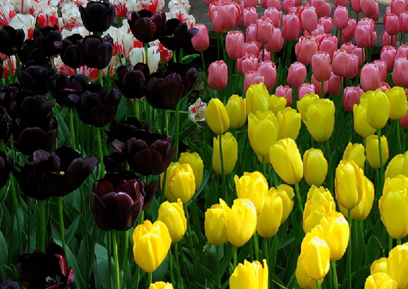 世界各国的国花和国树是什么,世界各国国花大开眼界美到爆