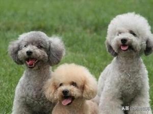 泰迪（犬类品种）”一般是指“贵宾犬（犬类品种）