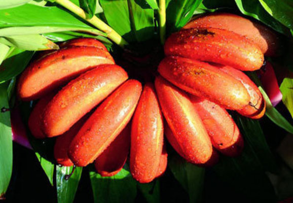 缅甸十大名贵水果,十大名贵水果有哪些