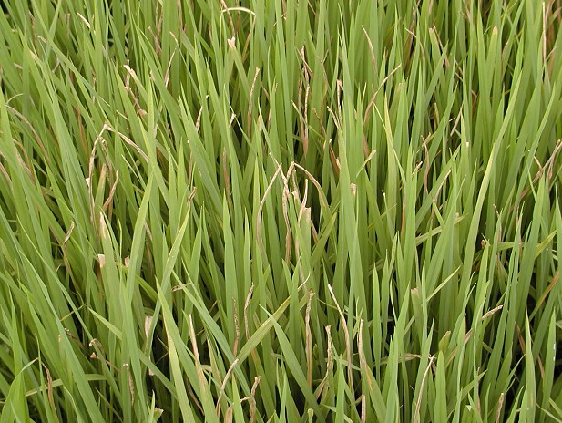 水稻白叶枯病症状及防治措施,水稻白叶枯病用什么预防