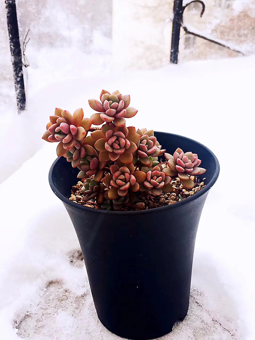 多肉是如何上色的,多肉怎么上色快又好看的绝招