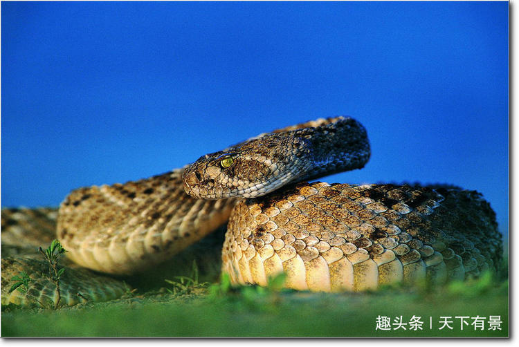 蛇为什么不怕饿,蛇为什么生命力这么强