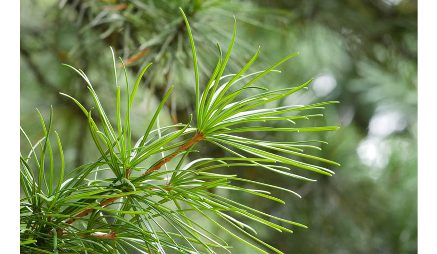 美妆大赏视频,ayura妆前