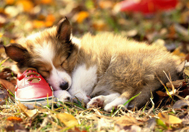 狗狗身上的臭味该如何预防，以及臭味疾病的治疗，主人应该多了解