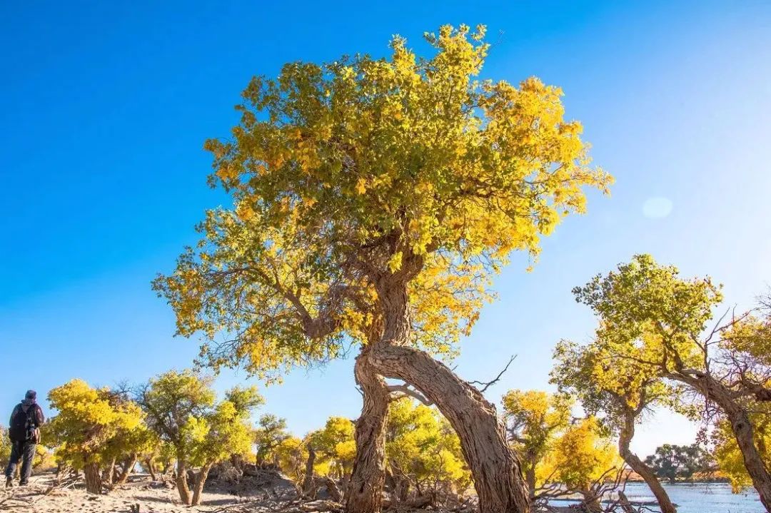 额济纳旗住宿一般多少钱,国庆额济纳旗胡杨林攻略