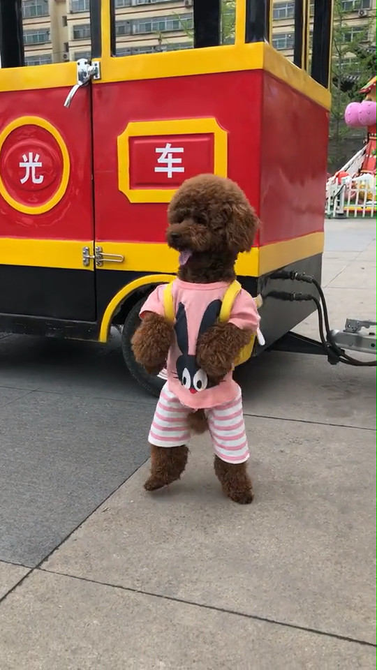 泰迪站立走路训练,泰迪直立行走引来所有人的目光