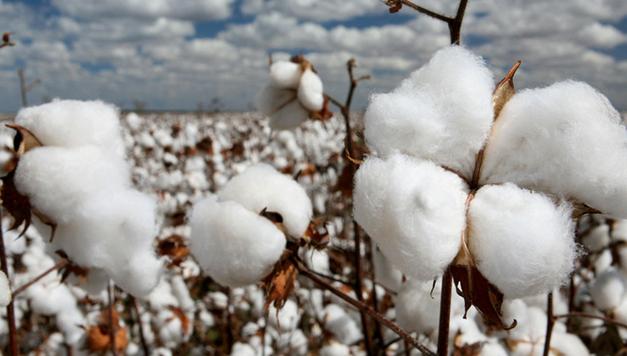 从原材料到服装面料的加工过程,如何选出好的四件套纯棉