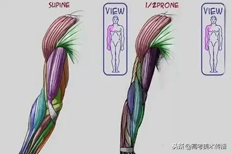 手臂分哪些肌肉结构,人体手臂肌肉结构形状